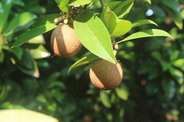 Obraz premium acorn on tree chiku