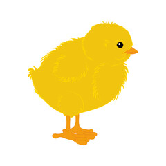 Little yellow Chicken cute animal vector illustration