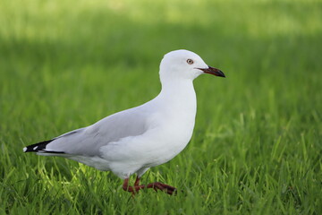 Seagull Standing on Grass