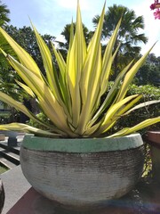 flowers planted in pots preserved in the garden sangkareang