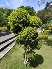 Fototapeta na wymiar bonsai plants that thrive in garden sangkareang
