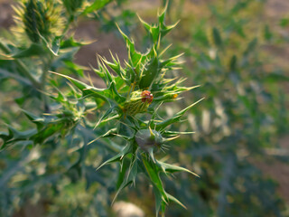 desert plant with thorns and yellow flowers, plant with thorns concept