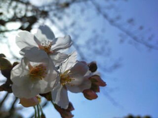 快晴の青空を背景にした史跡和歌山城の桜(ソメイヨシノ)の花びらをアップにした春の風景(コピースペースあり)