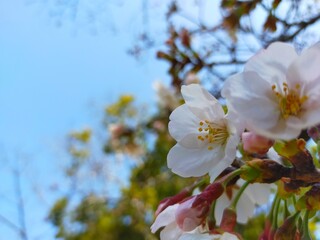 快晴の青空を背景にした史跡和歌山城の桜(ソメイヨシノ)の花びらをアップにした春の風景(コピースペースあり)