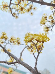 blooming cherry tree