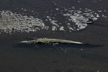 Crocodile in water in rio Tarcoles, Costa Rica 