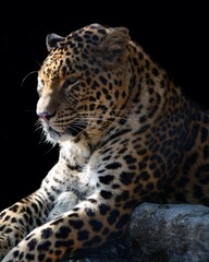 Mr Leopard