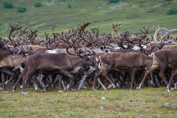 Walking reindeer herd close-up. Yamal