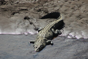 Crocodile in water in rio Tarcoles, Costa Rica	