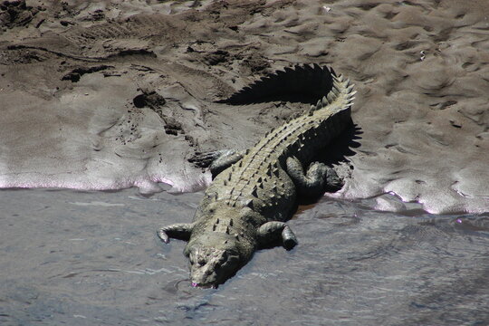 Crocodile in water in rio Tarcoles, Costa Rica	