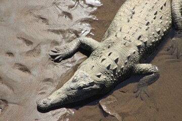 Crocodile in water in rio Tarcoles, Costa Rica	