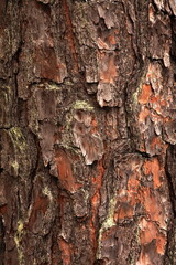 木の幹の樹皮
