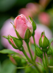 Pink rose flower buds with green leaves in the garden. Close up of a rose bud . Natural background. Selective focus.