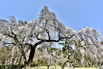 日本の枝垂れ桜