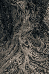 Deep Roots of a Tree in a Forest