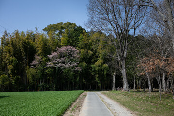 桜の木と藪　一本道