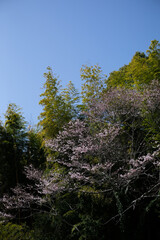 桜の木と藪と青空