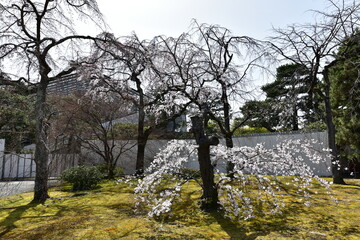 日本の枝垂れ桜