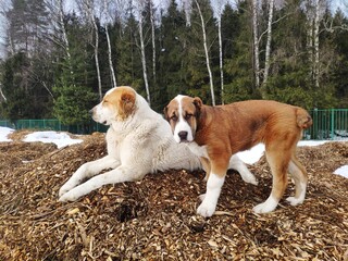 large dog Alabai and her puppy are lying on the sawdust outside in winter. White and brown Central Asian Shepherd Dog puppy with his mother are resting on tree bark mulch