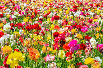 Walk in the world of flowers