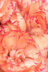 Pétalos de flor de clavel color durazno