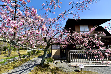 京都の東本願寺の庭園の桜