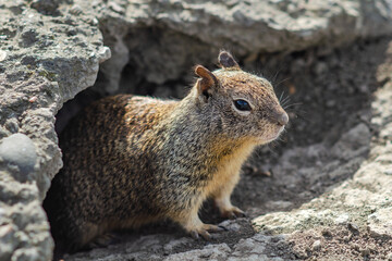 California ground squirrel (Spermophilus beecheyi) in Central Park, Fremont