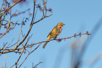 A California Towhee (Melozone crissalis) is sitting on a tree, Don Edwards San Francisco Bay