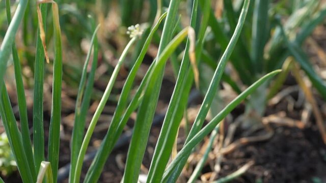 Onion agriculture field in India