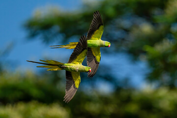 Rose-ringed Parakeet