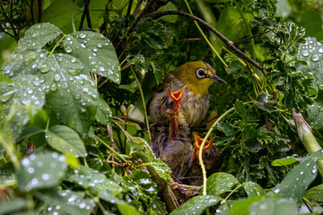 Oriental White Eye song bird nesting
