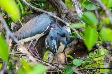 pair of birds cuddling in a nest