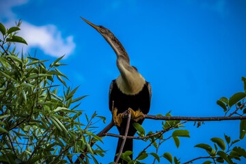 low angle view of an anhinga in the tree