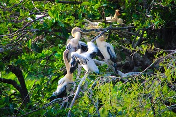 low angle view of an anhinga in the tree