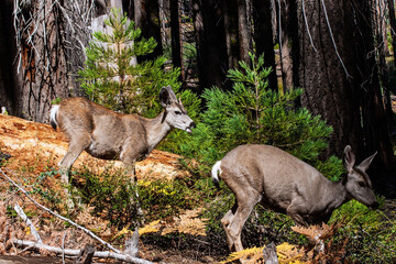 Herd of young deer in California