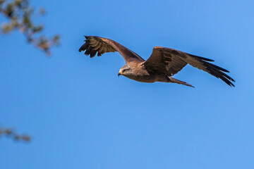 Schwarzmilan (Milvus migrans)