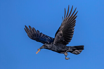 Rabenkr&auml;he (Corvus corone)