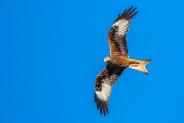 Rotmilan (Milvus milvus)