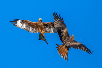 Rotmilan (Milvus milvus)