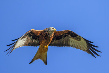Rotmilan (Milvus milvus)