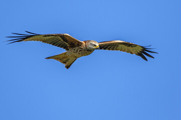 Rotmilan (Milvus milvus)