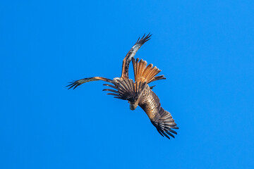 Rotmilan (Milvus milvus)