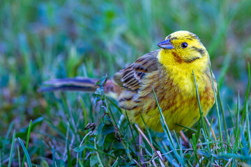 Goldammer (Emberiza citrinella) Männchen
