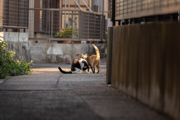 遊ぶ猫　路地の野良猫