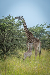Masai giraffe browses beside near in bushes