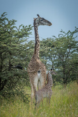 Masai giraffe and baby stand amongst bushes