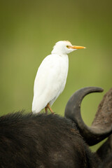 Obraz premium Little egret stands on back of buffalo