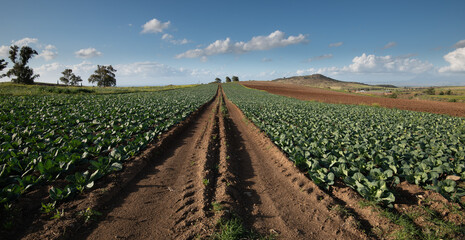 Fototapeta na wymiar Organic lettuce field with plants in a row