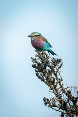 Lilac-breasted roller stands on thornbush eyeing camera