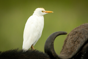 Little egret stands by horns of buffalo